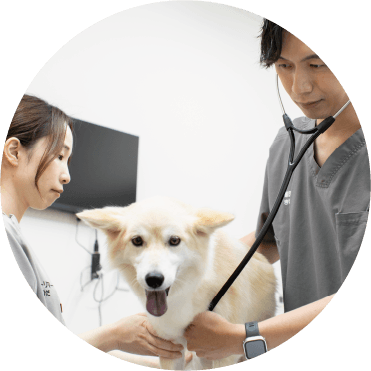 獣医師キャリアアップ