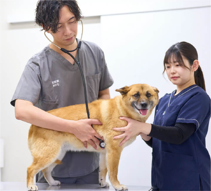 獣医師が犬の胸に聴診器を当て、もう一人が体を支えて診察している様子