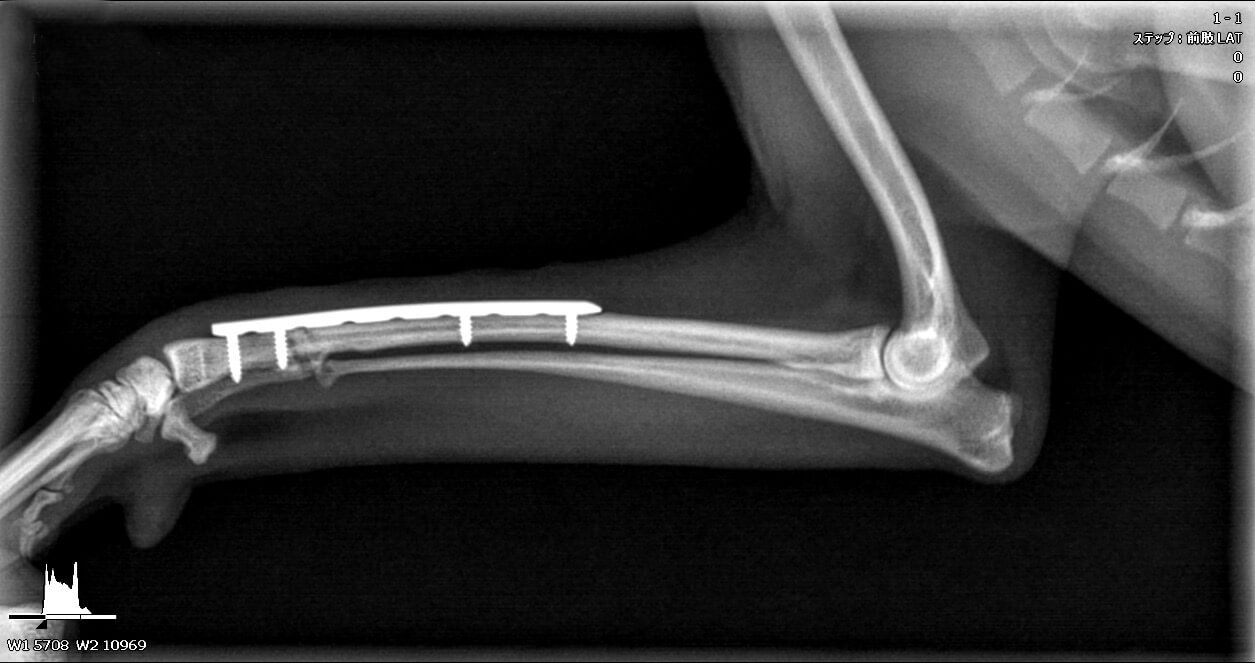 犬の胸に聴診器を当てて心音を確認している診察中のシーン