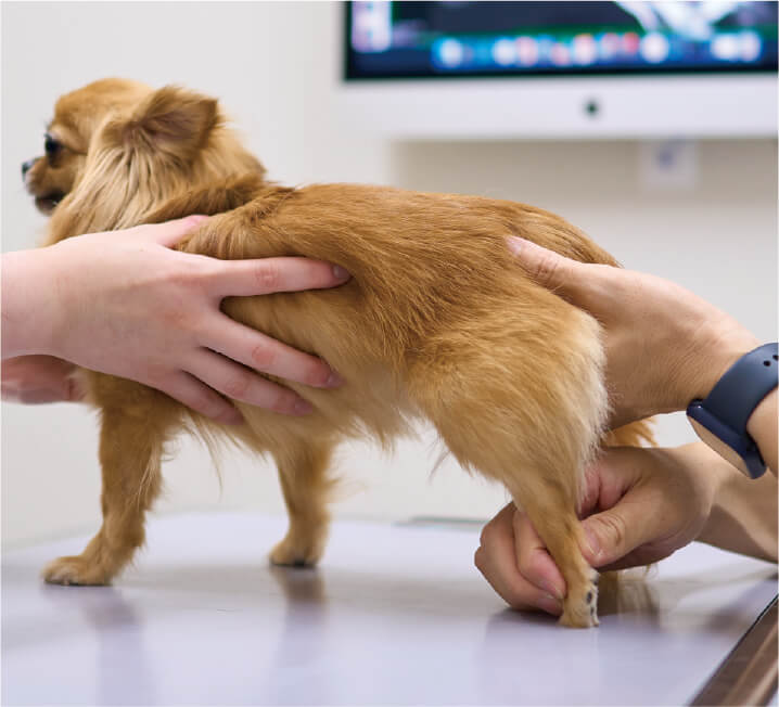 小型犬の後ろ足を持ち上げ、関節や脚の状態を診察している様子