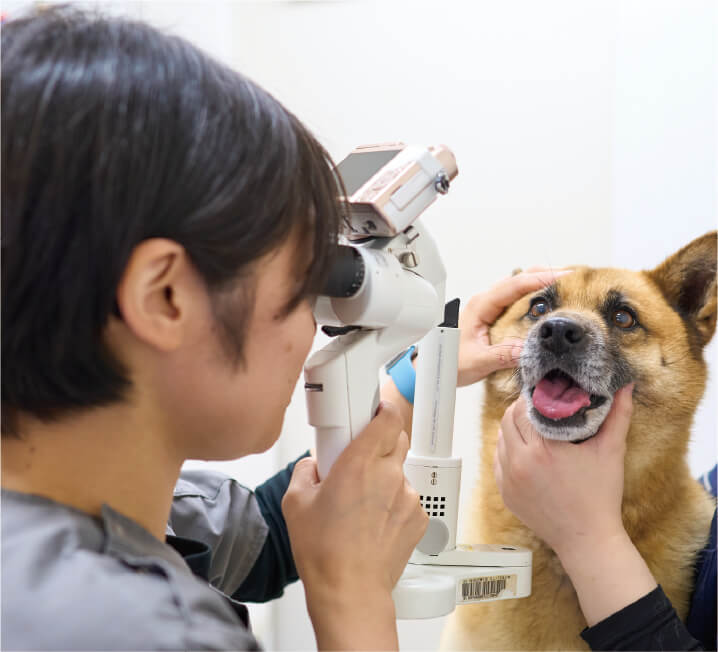 獣医師が器具を使って犬の目を覗き込み、眼科検査をしている場面