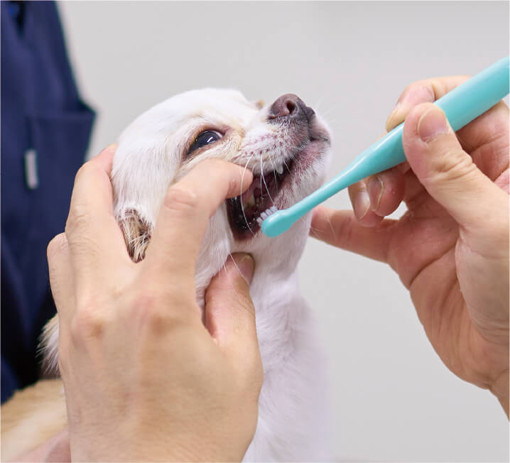 小型犬の歯を獣医師が歯ブラシで磨いている口腔ケアの様子
