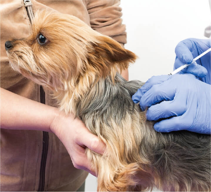 小型犬が飼い主に抱えられながら、獣医師によって背中に注射をされている様子