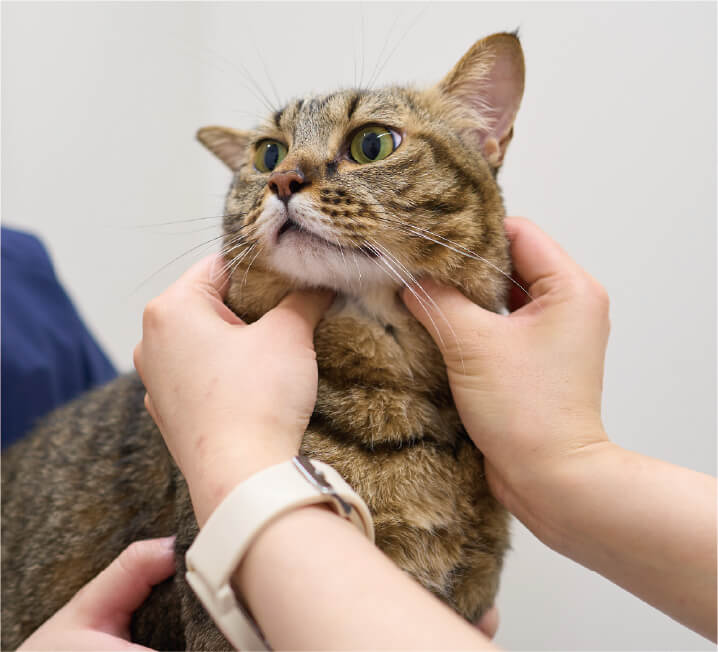 茶トラ模様の猫が診察台で首元を押さえられ、獣医師に健康チェックを受けている場面