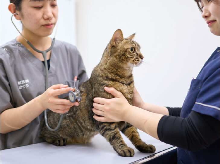 診察台の上でキジトラ猫を支えながら、獣医師が聴診器で健康チェックをしている場面