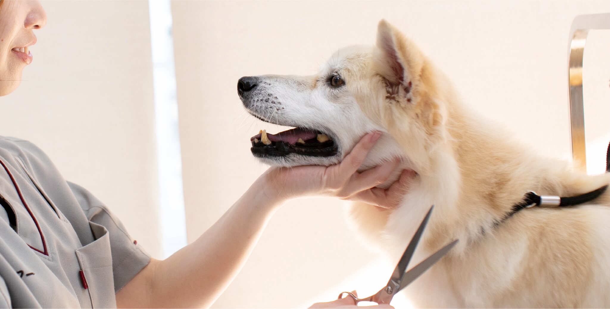 明るい室内で、リラックスした表情の犬がトリミングを受けている