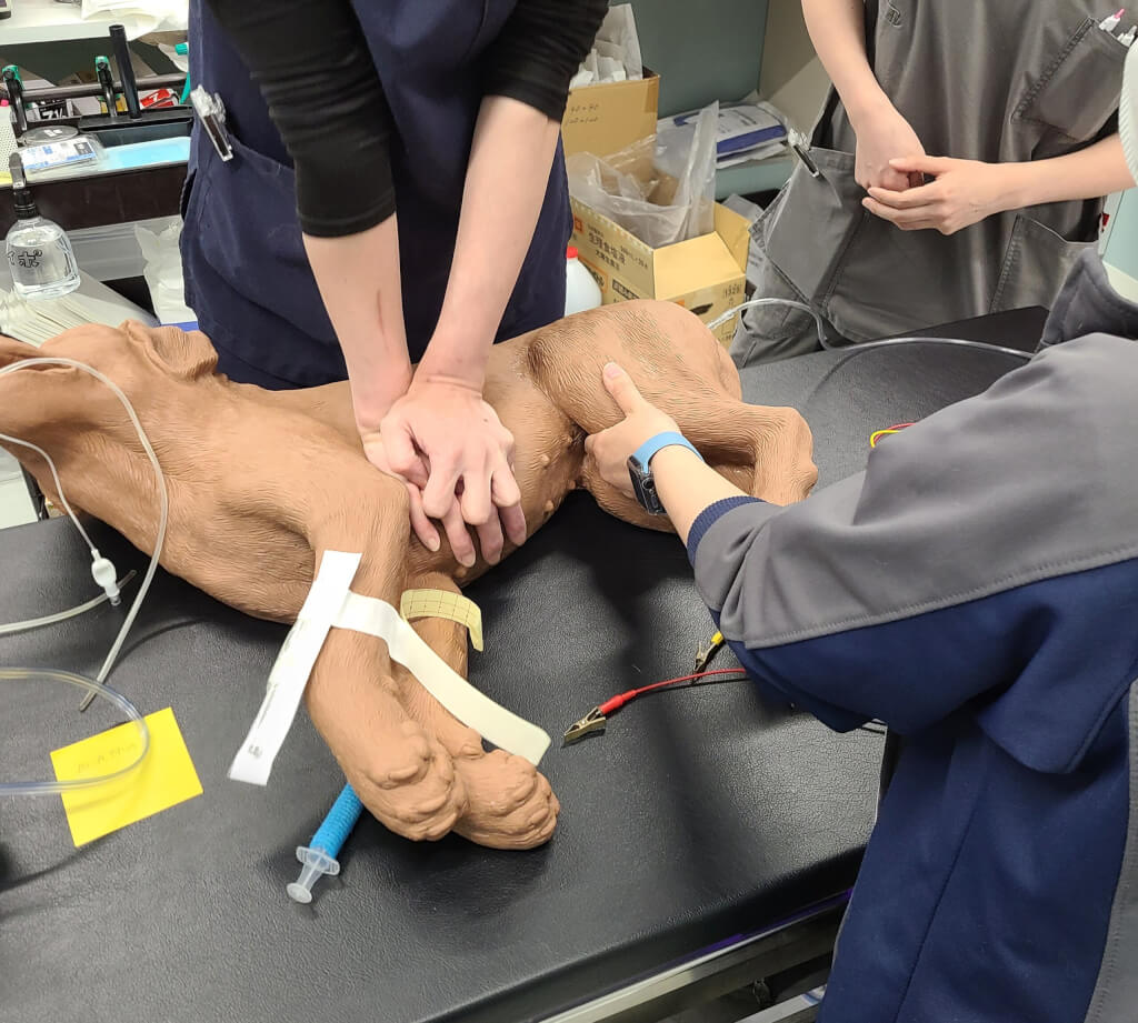 動物の命を守るために～CPR（心肺蘇生）トレーニングを行っています