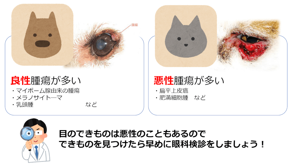 目の病気「瞼のできもの」について | 木更津みき動物病院 | 千葉県木更津市